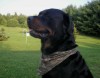 SIRE--BEAR