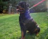 SIRE-BEAR