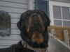 Bear- Very Big Head !!!!